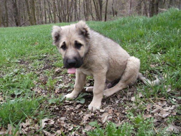 Armenian Gampr Dog Puppy-ADB014520DC02120