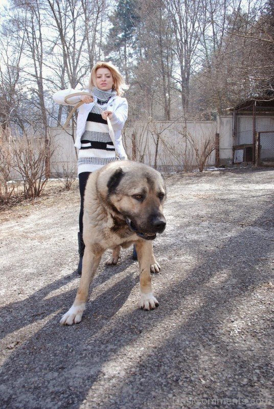 Armenian Gampr Dog With Owner-ADB014519DC02119