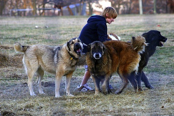 Armenian Gampr Dogs-ADB014513DC02113