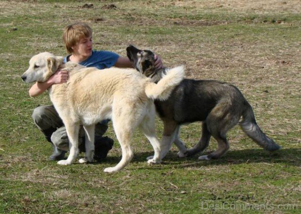 Armenian Gampr Dogs Image-ADB014506DC02106