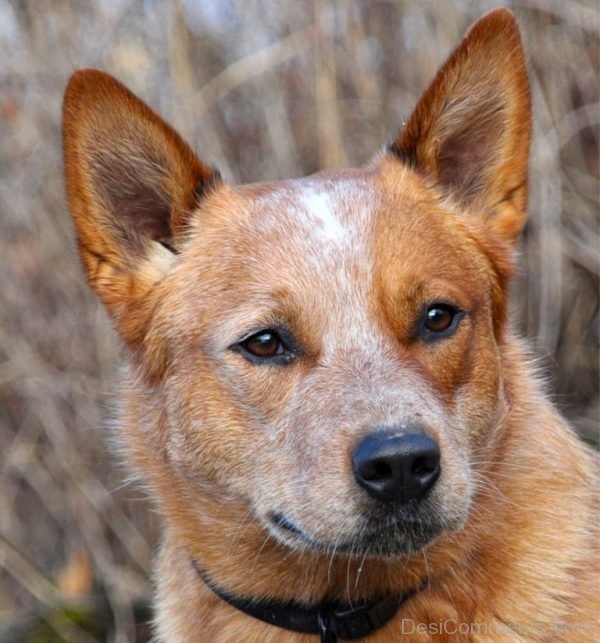 Australian Catle Dog