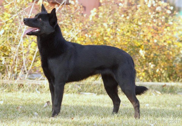 Australian Kelpie Black Dog-ADB65DB46DC0DC46