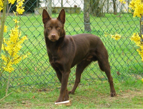 Australian Kelpie Cattle Dog-ADB65DB47DC0DC47