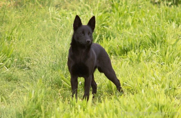 Australian Kelpie Dog In Grass-ADB65DB50DC0DC49