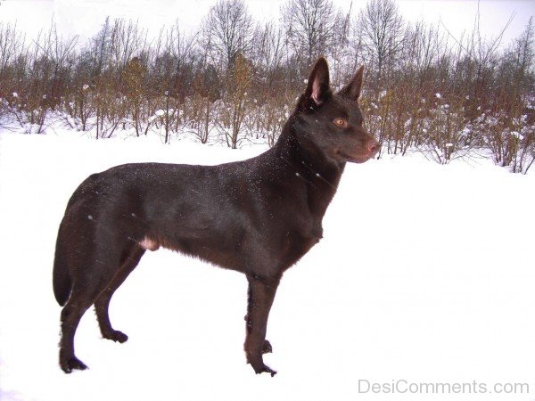 Australian Kelpie Dog On Snow-ADB65DB33DC0DC33