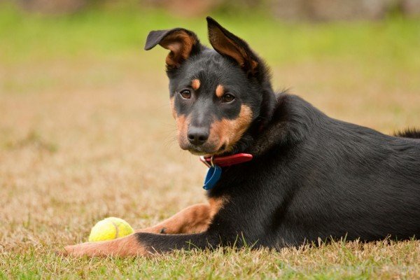 Australian Kelpie Dog With Ball-ADB65DB60DC0DC60