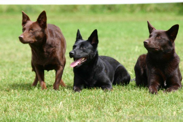 Australian Kelpie Dogs