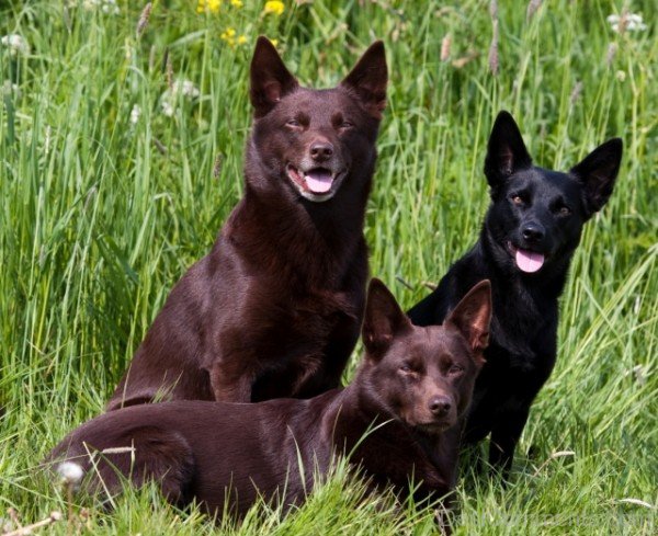 Australian Kelpie Dogs Image