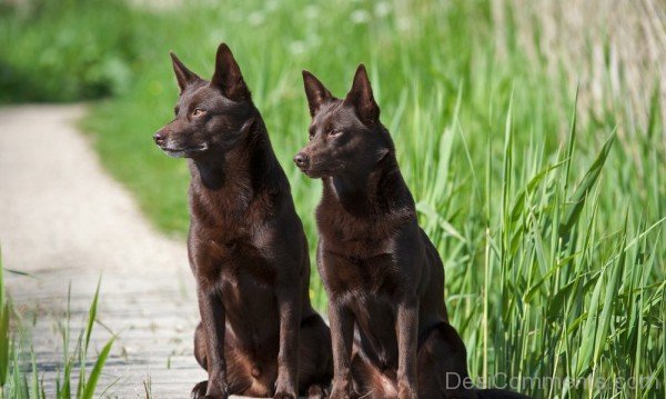 Australian Kelpie Dogs Photo