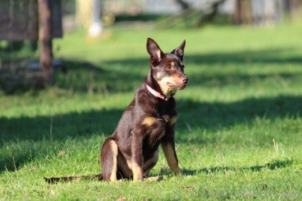 Australian Kelpie Farmer Dog-ADB65DB12DC0DC13