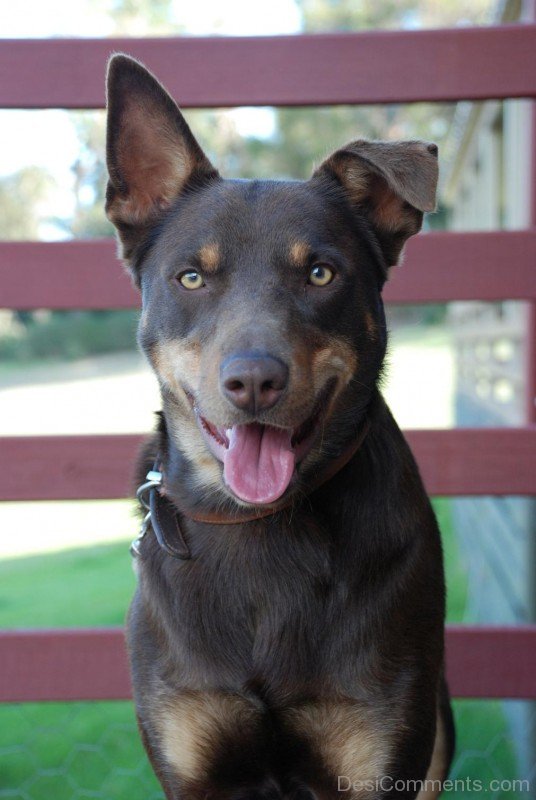 Australian Kelpie Image-ADB65DB29DC0DC29