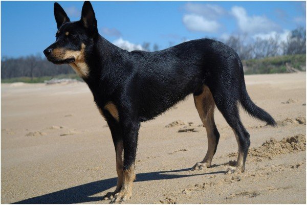 Australian Kelpie On Sand-ADB65DB56DC0DC56