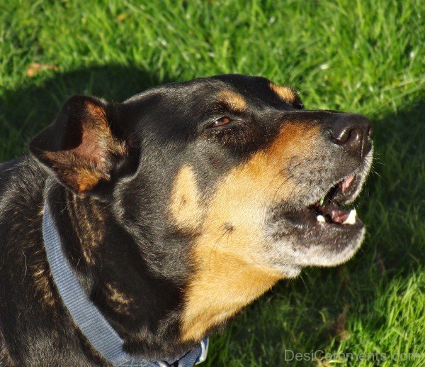 Australian Kelpie Photo-ADB65DB21DC0DC21