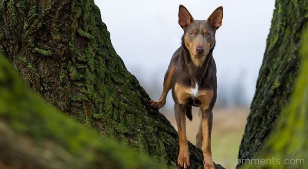 Australian Working Kelpie Dog Breed