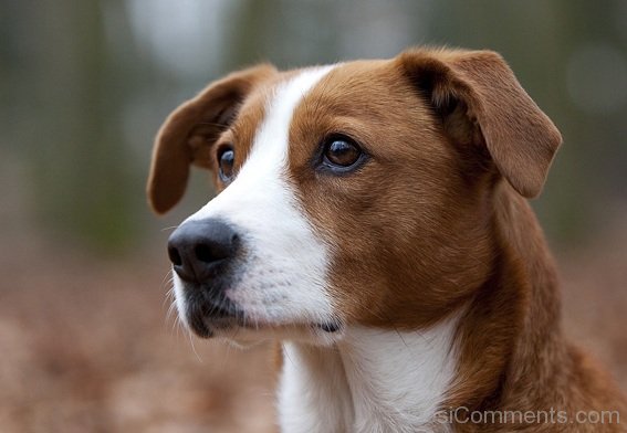 Austrian Pinscher Closeup