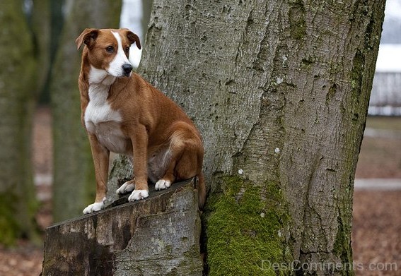 Austrian Pinscher Dog