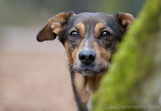 Austrian Pinscher Dog Image