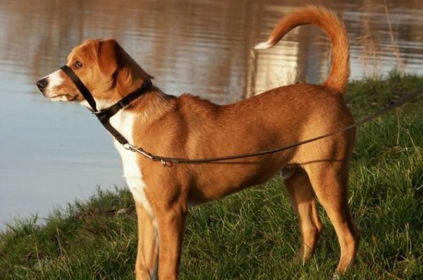 Austrian Pinscher Dog On Lake