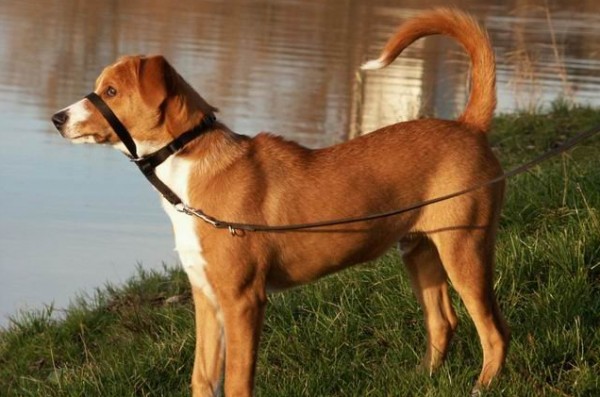 Austrian Pinscher Dog On Lake-ADB02103DC020204