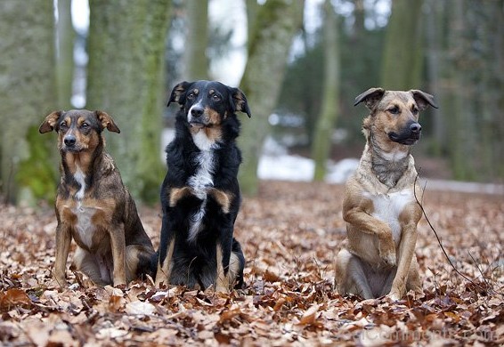 Austrian Pinscher Dogs
