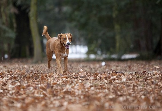 Austrian Pinscher In Field