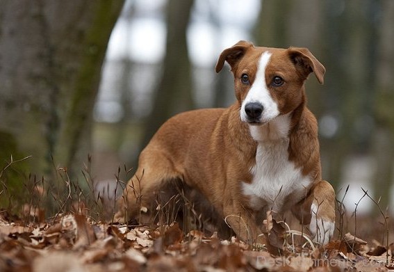 Austrian Pinscher In Forest