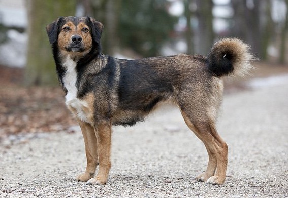 Austrian Pinscher On Road