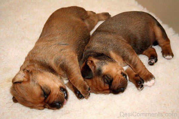 Austrian Pinscher Sleeping Puppies