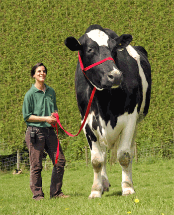 Awesome Cow