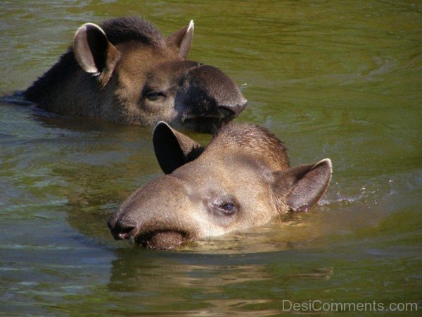 Awesome Tapirs Swimming In Lake-db706