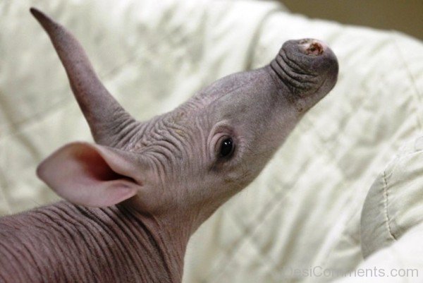 Baby Aardvark-dc1225