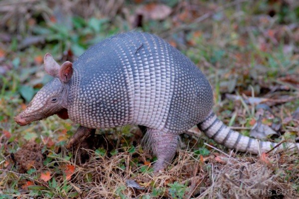 Baby Armadilo -db034