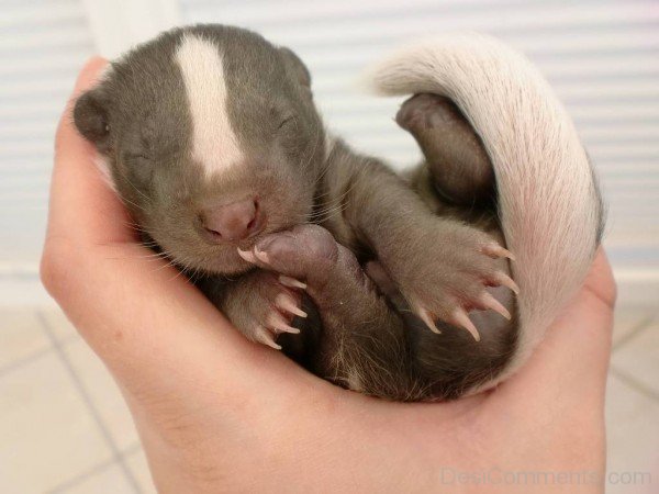 Baby Badger-db103