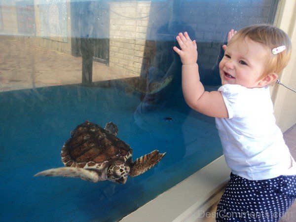 Baby Girl Watching Turtle