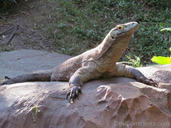 Baby Komodo Dragon-db106