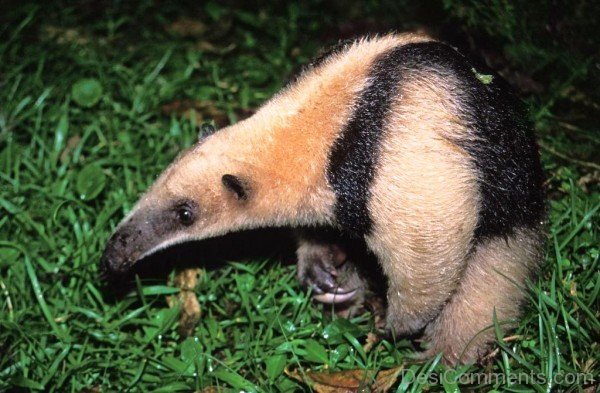 Baby Of Anteater-DCanimanls023