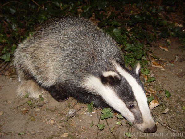 Badger Eating-db106