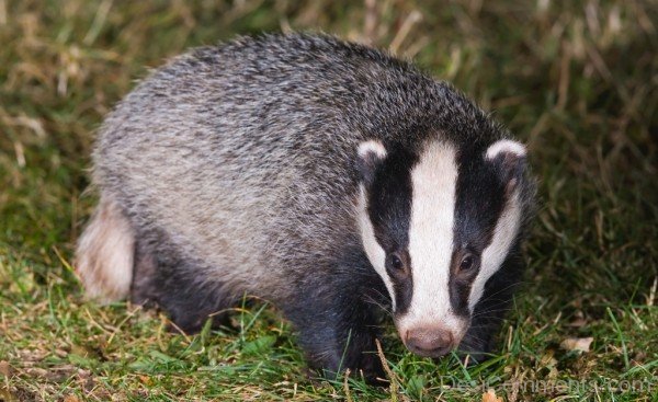 Badger In Field-db109