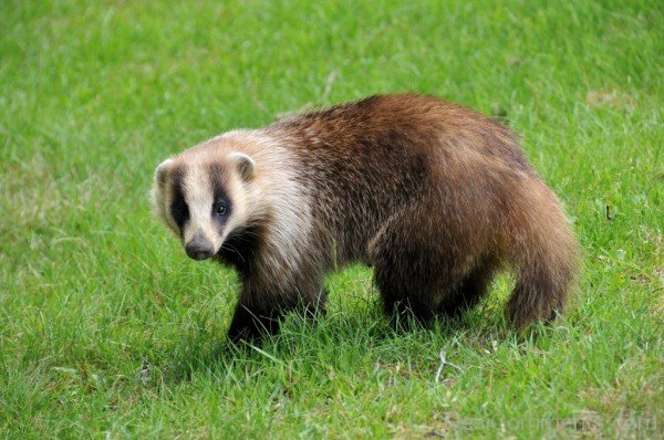 Badger On Grass-db112