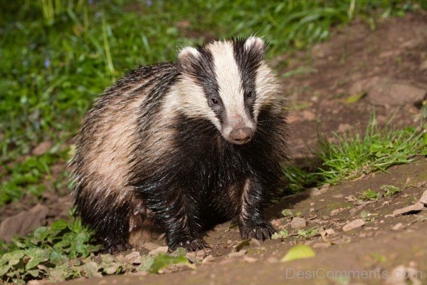 Badger On Sand-db113