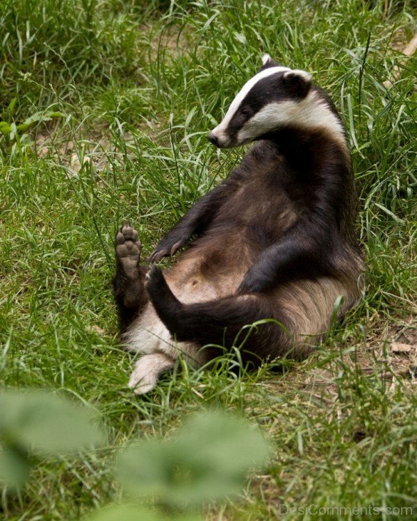 Badger Sitting On Grass-db116