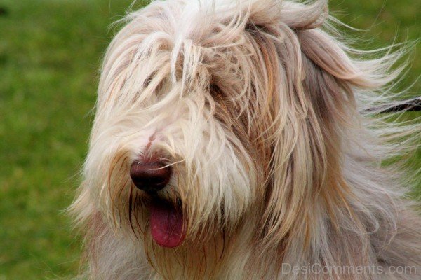 Bearded Collie Closeup-adb75640DC9DC40