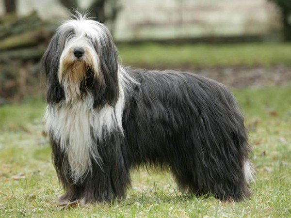 Bearded Collie Dog Breed-adb75606DC9DC06