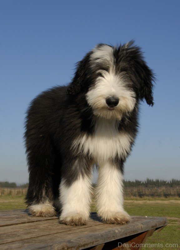 Bearded Collie Dog Image-adb75662DC9DC62