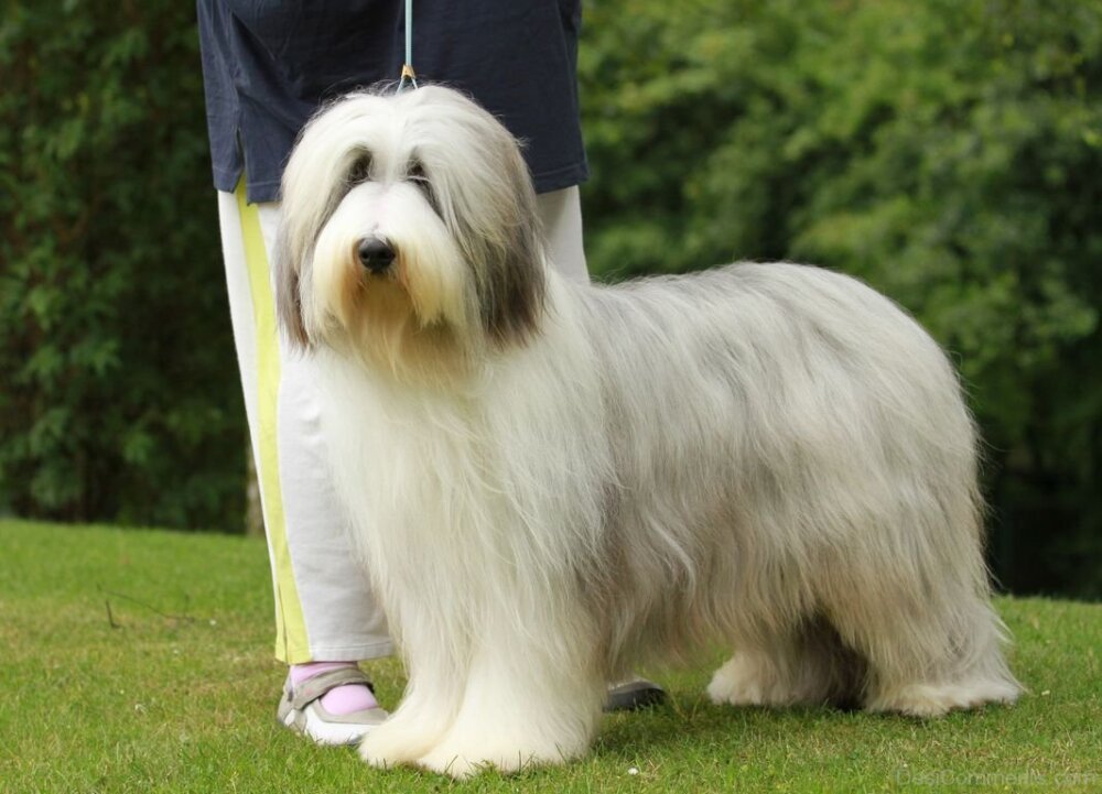 Bearded Collie Dog In Park.