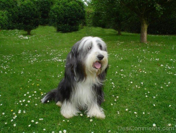 Bearded Collie Dog On Grass - Desi Comments