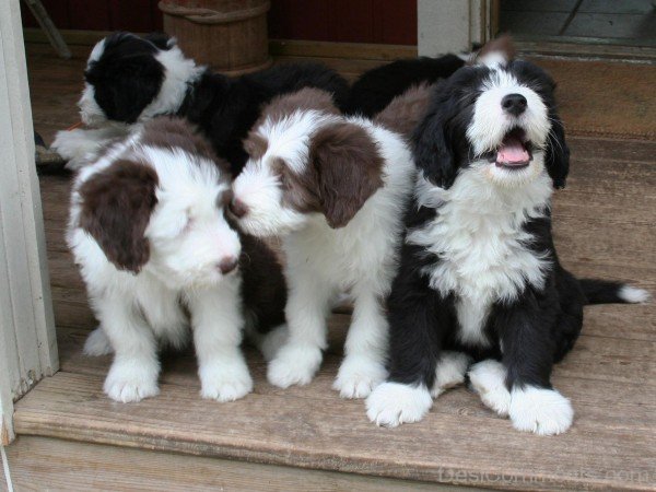 Bearded Collie Dog Puppies-adb75655DC9DC54