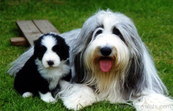 Bearded Collie Dog With Puppy-adb75610DC9DC10