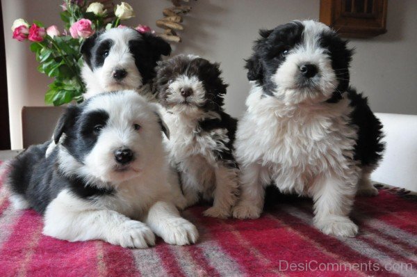 Bearded Collie Dogs Image