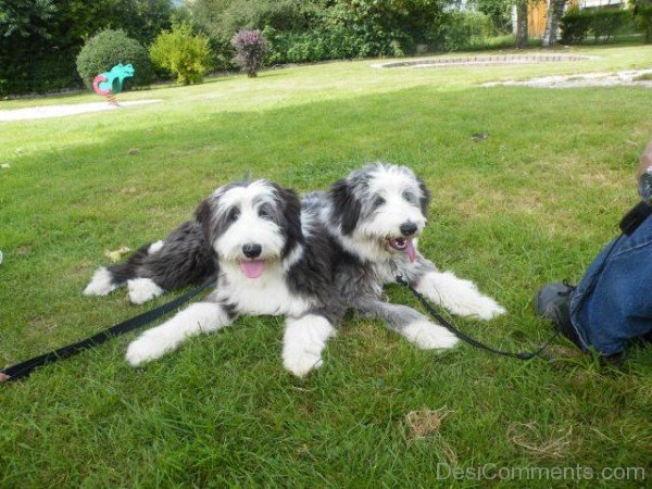 Bearded Collie Dogs In Park